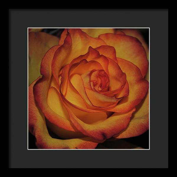 Orange Rose Portrait - Framed Print