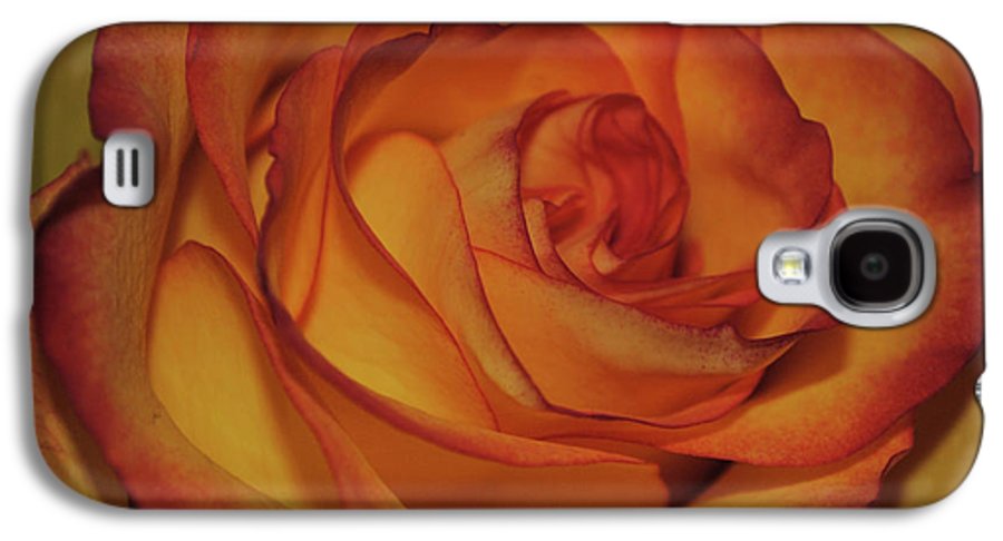 Orange Rose Portrait - Phone Case