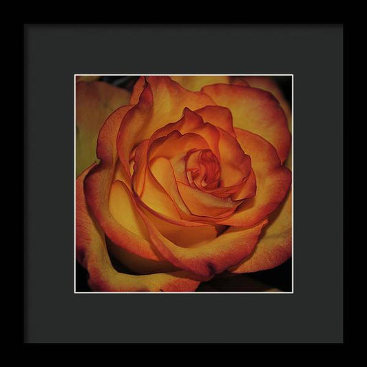 Orange Rose Portrait - Framed Print
