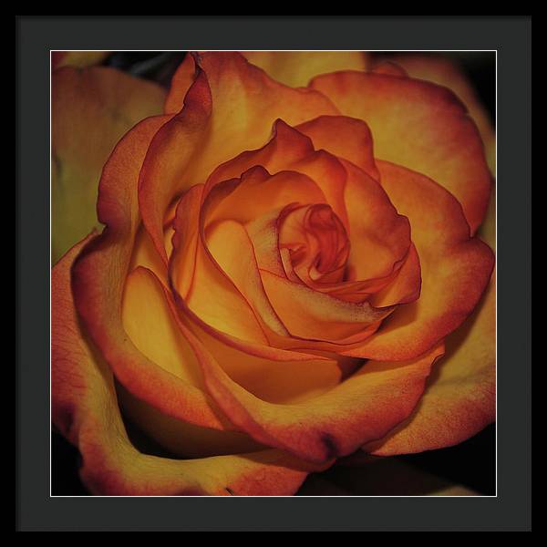 Orange Rose Portrait - Framed Print