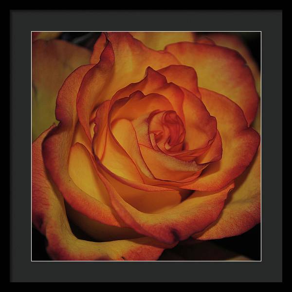 Orange Rose Portrait - Framed Print
