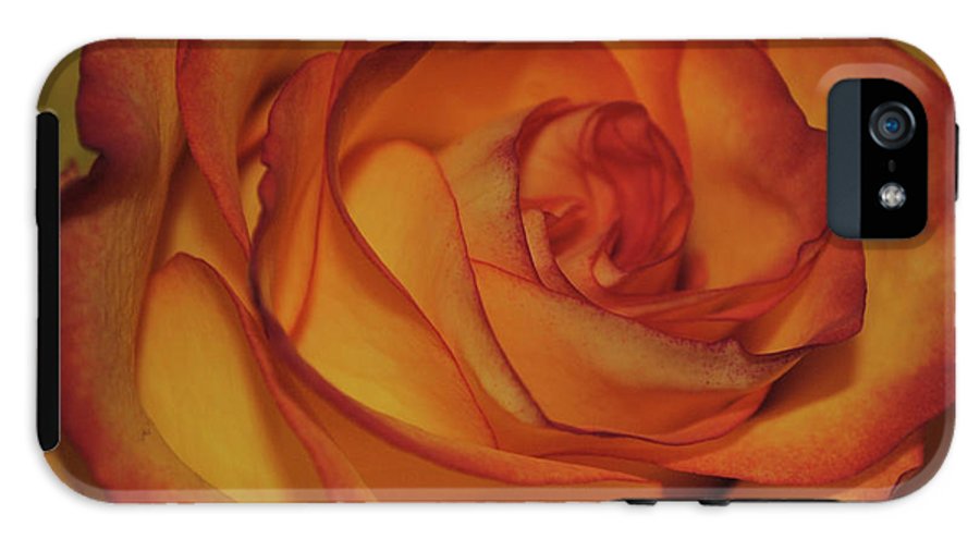 Orange Rose Portrait - Phone Case