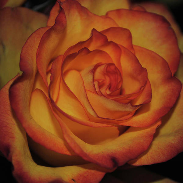 Orange Rose Portrait - Art Print