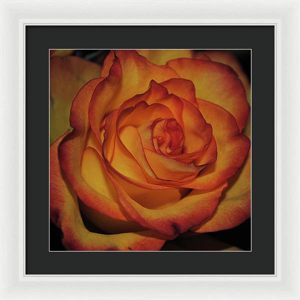 Orange Rose Portrait - Framed Print