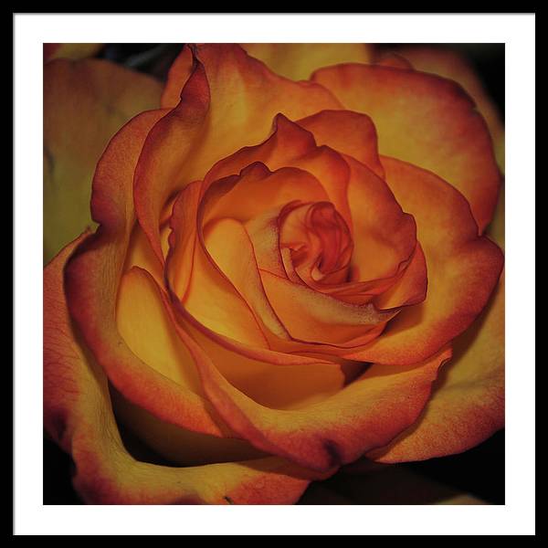 Orange Rose Portrait - Framed Print