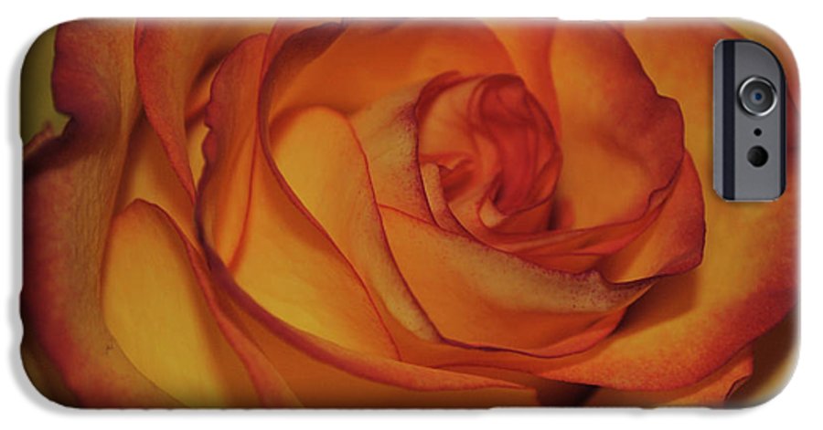 Orange Rose Portrait - Phone Case