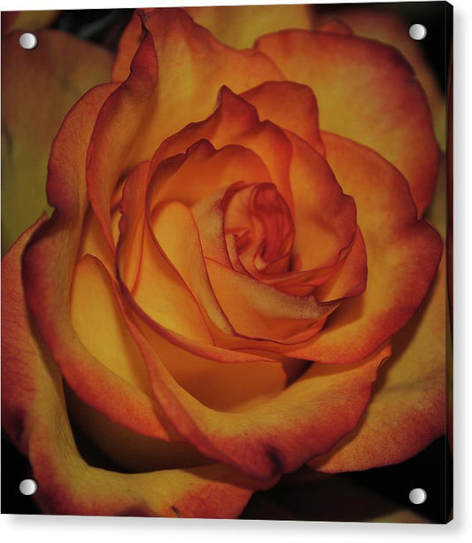 Orange Rose Portrait - Acrylic Print