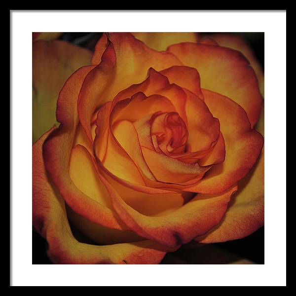 Orange Rose Portrait - Framed Print