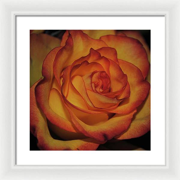 Orange Rose Portrait - Framed Print