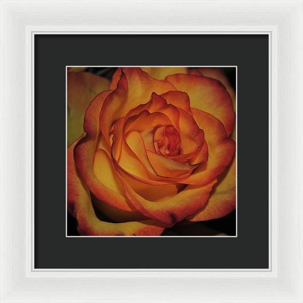 Orange Rose Portrait - Framed Print