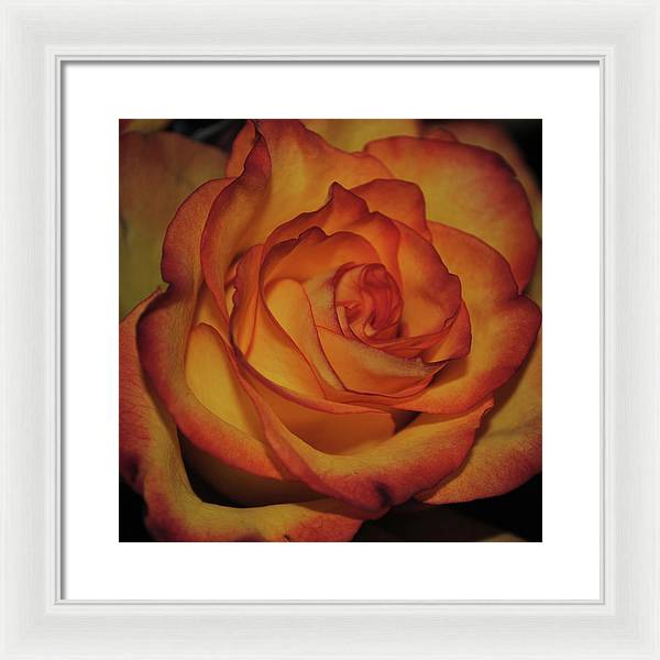 Orange Rose Portrait - Framed Print