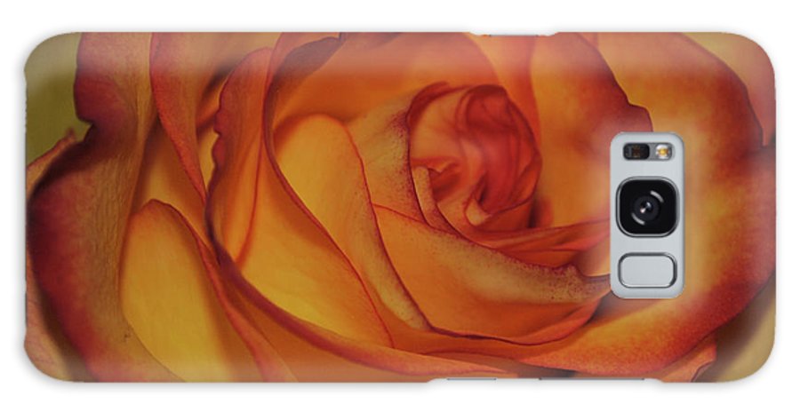 Orange Rose Portrait - Phone Case