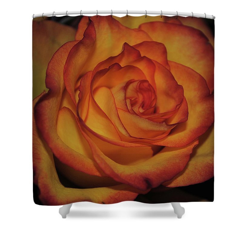Orange Rose Portrait - Shower Curtain