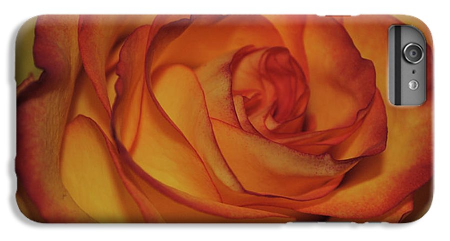 Orange Rose Portrait - Phone Case