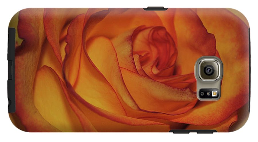 Orange Rose Portrait - Phone Case