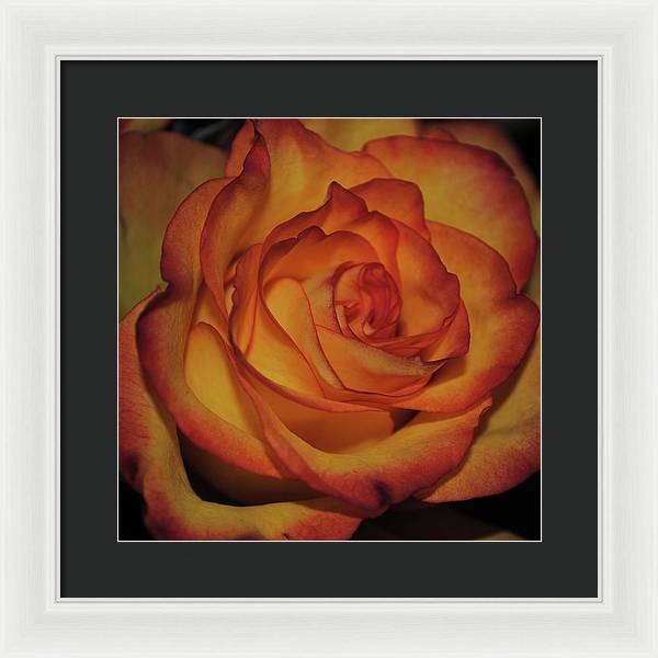 Orange Rose Portrait - Framed Print