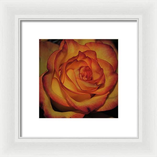 Orange Rose Portrait - Framed Print