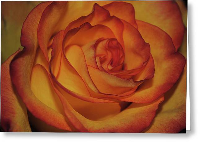 Orange Rose Portrait - Greeting Card