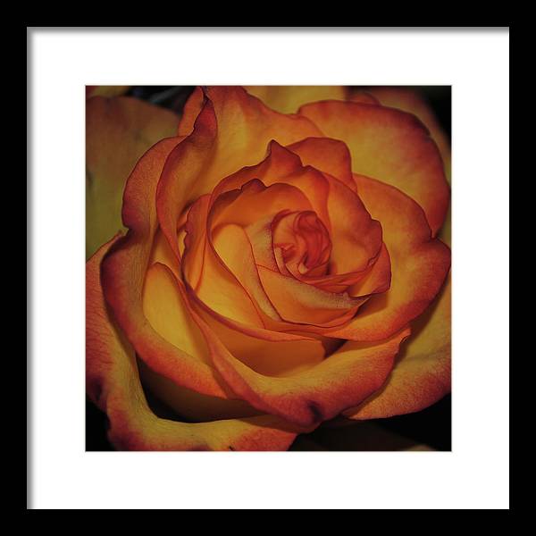 Orange Rose Portrait - Framed Print