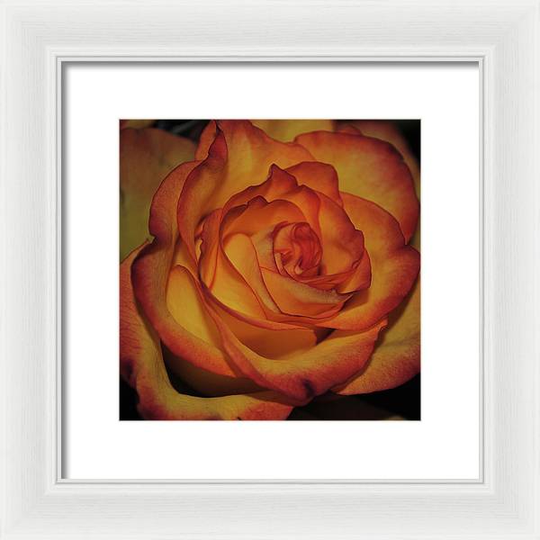 Orange Rose Portrait - Framed Print