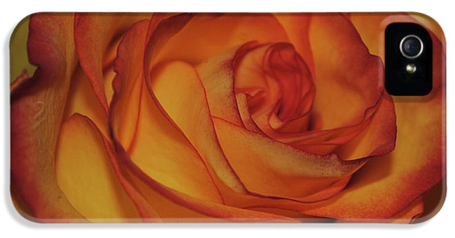 Orange Rose Portrait - Phone Case
