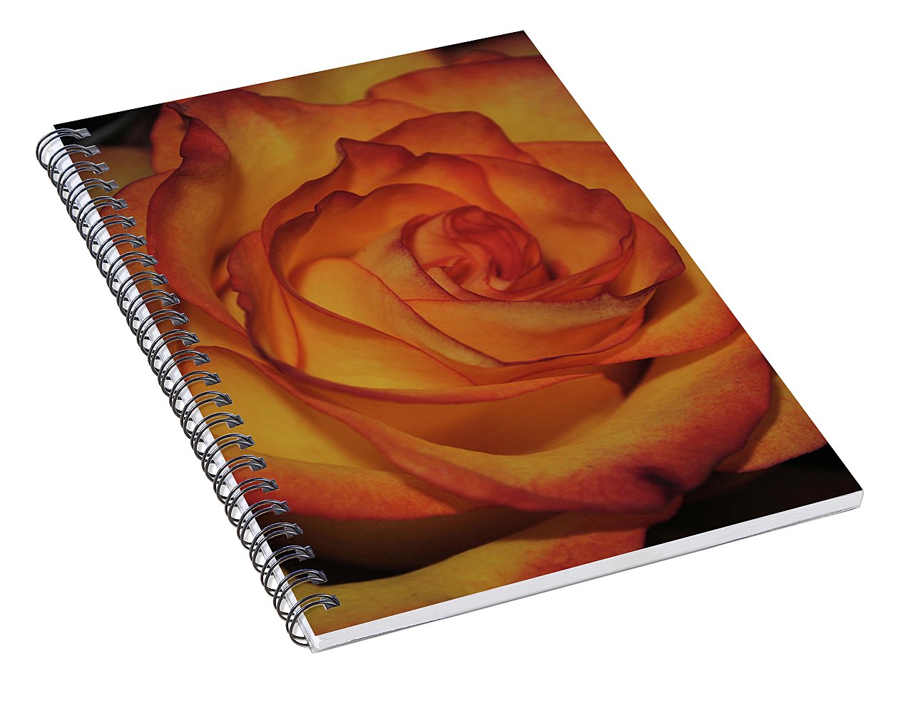 Orange Rose Portrait - Spiral Notebook