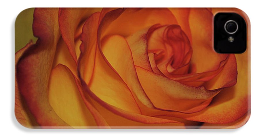 Orange Rose Portrait - Phone Case