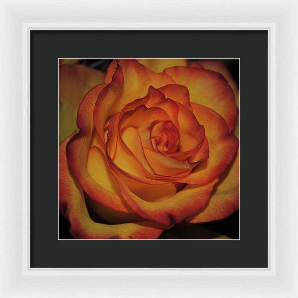 Orange Rose Portrait - Framed Print