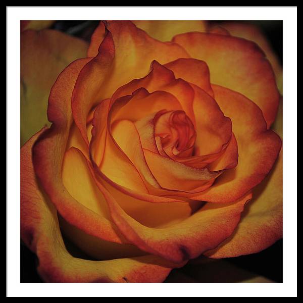 Orange Rose Portrait - Framed Print