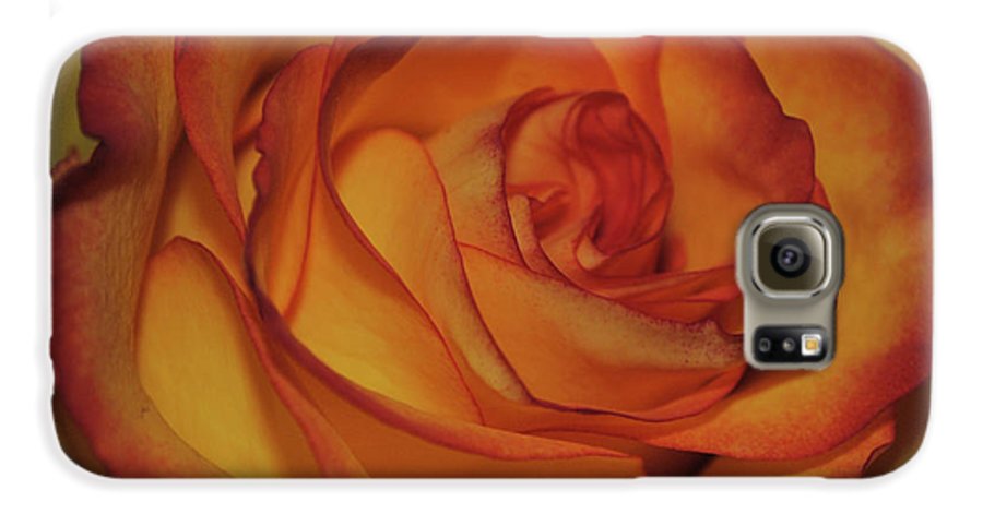 Orange Rose Portrait - Phone Case