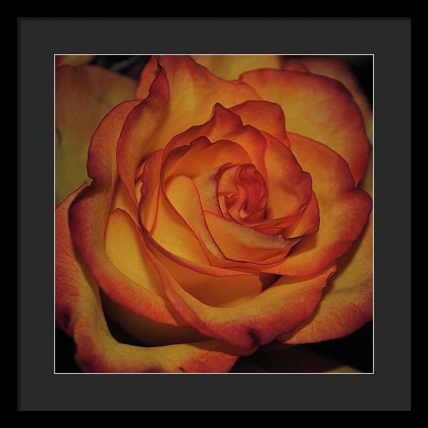 Orange Rose Portrait - Framed Print