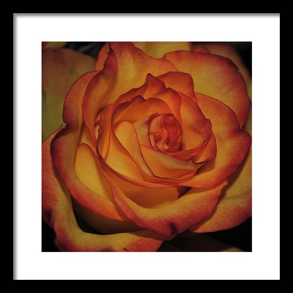 Orange Rose Portrait - Framed Print