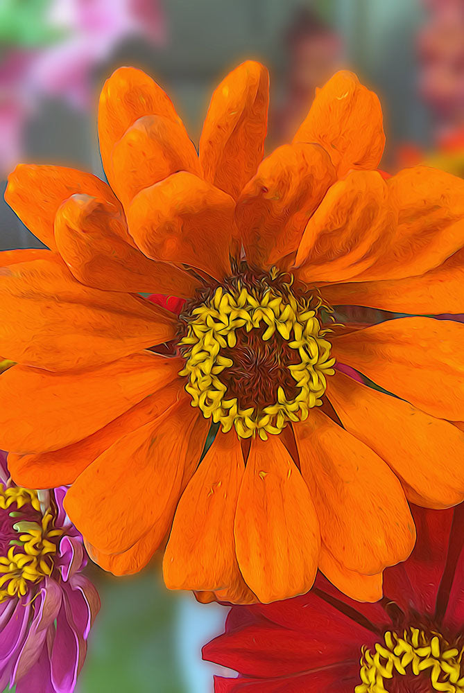 Orange and Yellow Flower Detail Digital Image Download