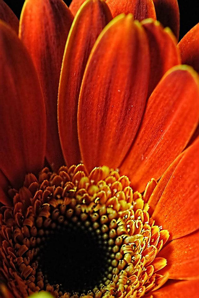 Orange daisy Close Up Digital Image Download