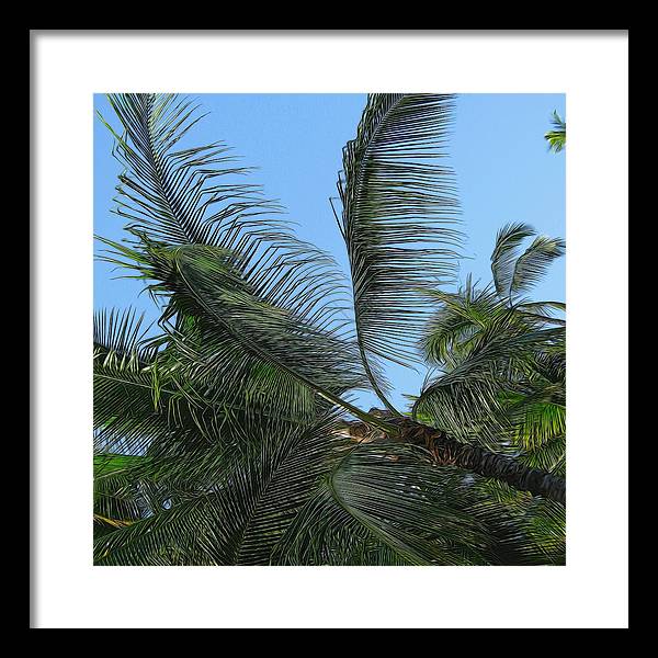 Palm Tree - Framed Print