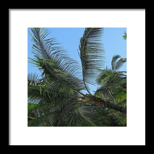 Palm Tree - Framed Print