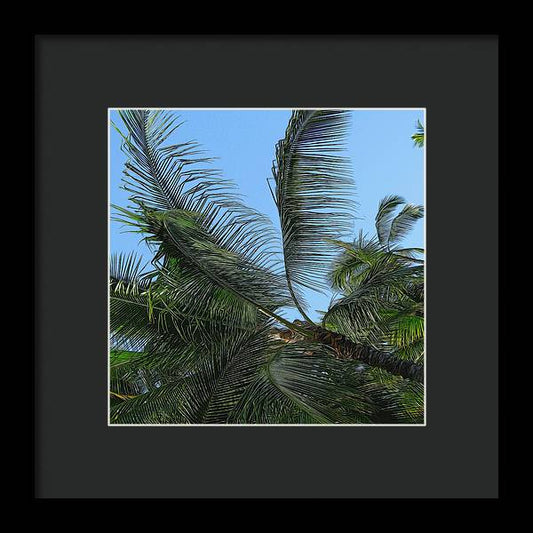 Palm Tree - Framed Print