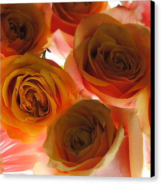 Pastel Pink and Orange Roses on White - Canvas Print
