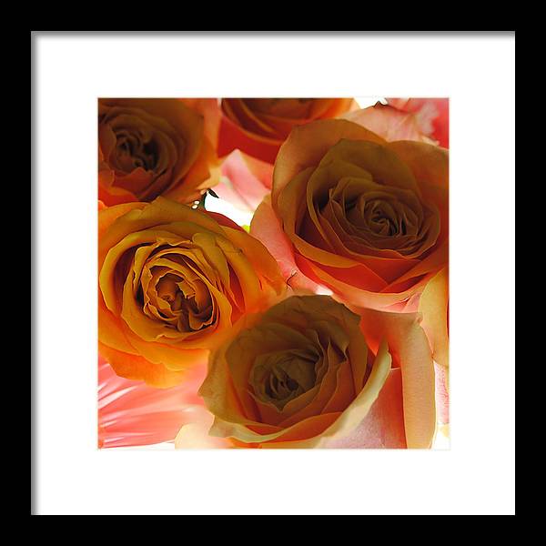 Pastel Pink and Orange Roses on White - Framed Print