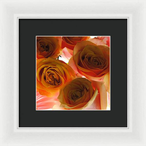 Pastel Pink and Orange Roses on White - Framed Print