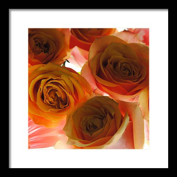 Pastel Pink and Orange Roses on White - Framed Print