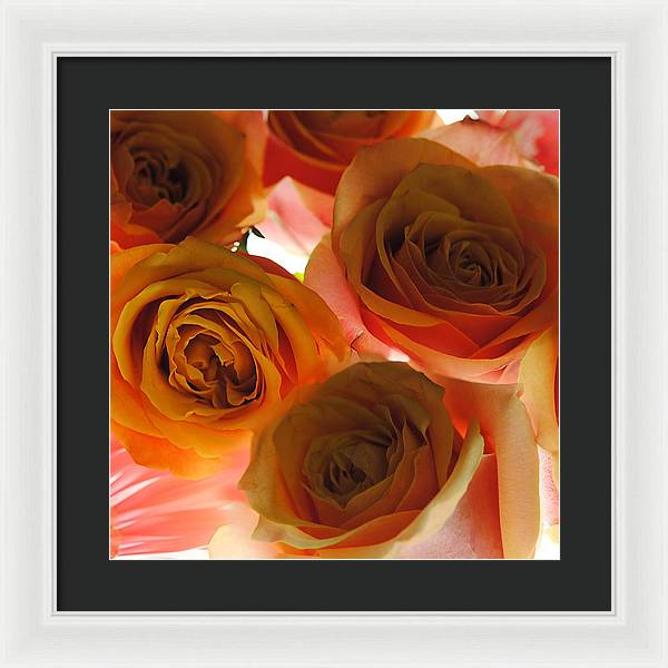 Pastel Pink and Orange Roses on White - Framed Print