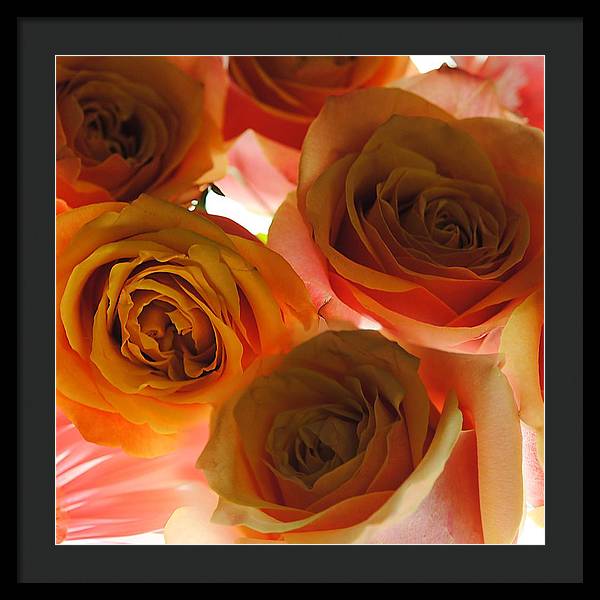 Pastel Pink and Orange Roses on White - Framed Print