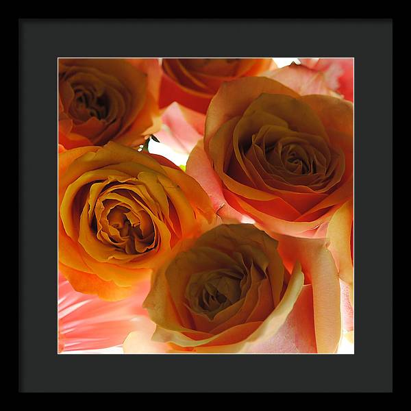 Pastel Pink and Orange Roses on White - Framed Print