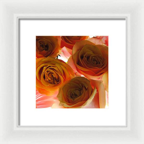 Pastel Pink and Orange Roses on White - Framed Print