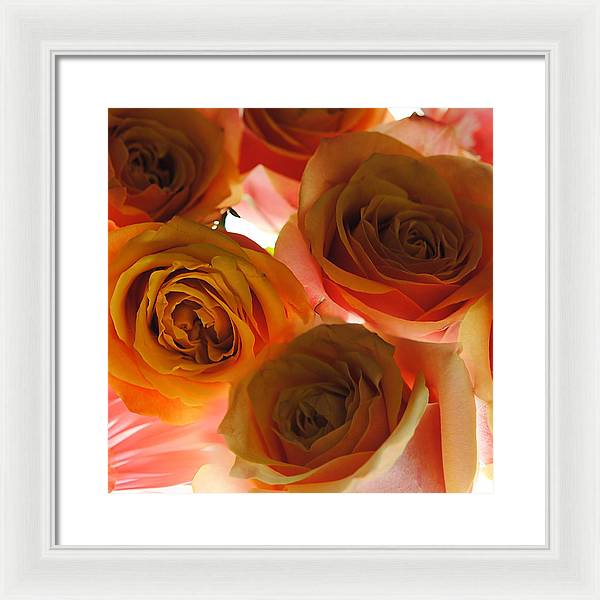 Pastel Pink and Orange Roses on White - Framed Print