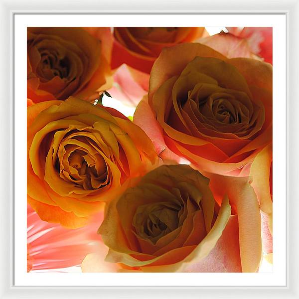 Pastel Pink and Orange Roses on White - Framed Print