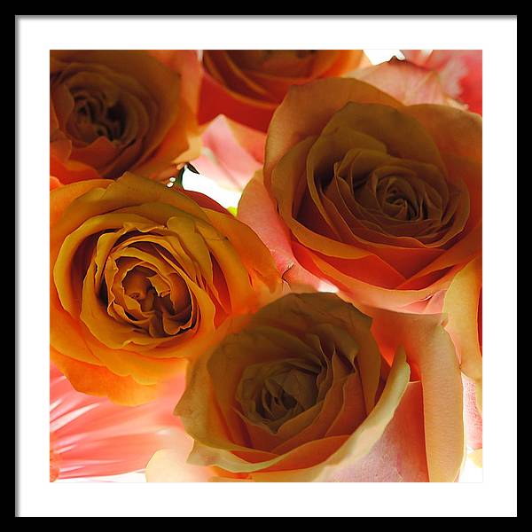 Pastel Pink and Orange Roses on White - Framed Print