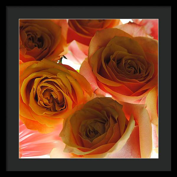 Pastel Pink and Orange Roses on White - Framed Print