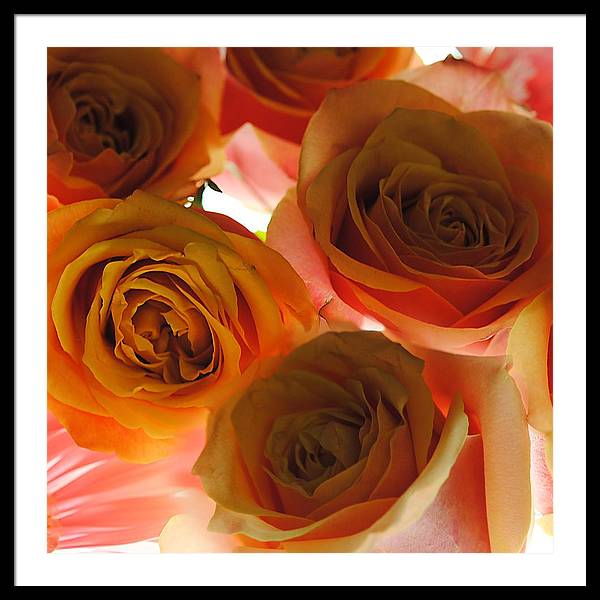 Pastel Pink and Orange Roses on White - Framed Print